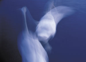 bildreich karten PK 2: schwäne I.