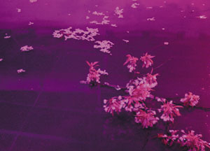 bildreich karten PK 31: restkultur III.