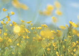 bildreich karten PK 45: frühlingsflirren II.