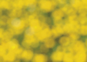 bildreich karten PK 48: frühling I.