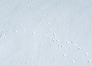 bildreich karten PK 72: spur II.