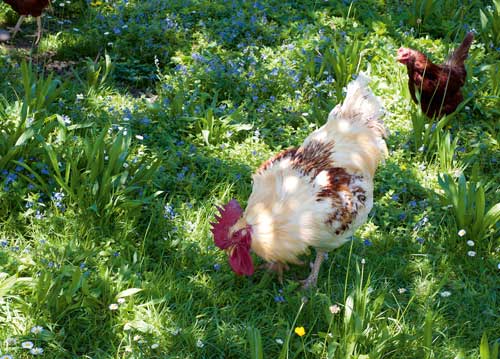 bildreich karten PK 1005: gallus und gallina.