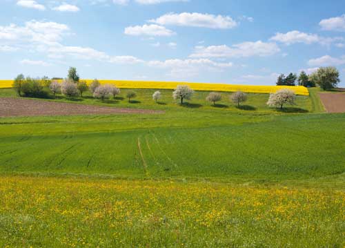 bildreich karten PK 1037: fruehlingskomposition.