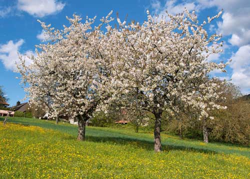bildreich karten PK 1038: hohe zeit.