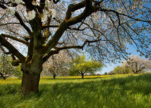 bildreich karten PK 1039: im fruehlingswind.