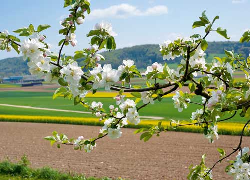 bildreich karten PK 1040: bluetenzweig.