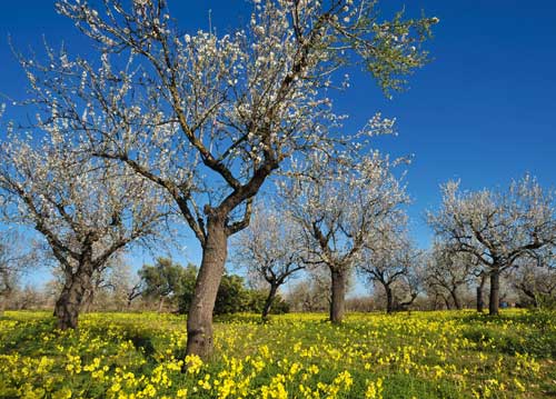 bildreich karten PK 1042: im bluetenreich.