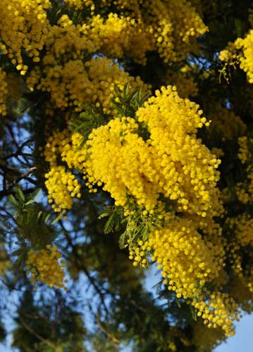 bildreich karten PK 1045: mimosenfuelle.