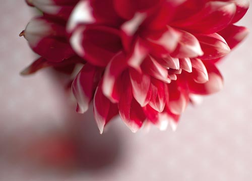 bildreich karten PK 1054: die rote vase.