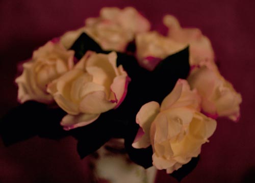 bildreich karten PK 1059: rosen im schatten des nachmittags.