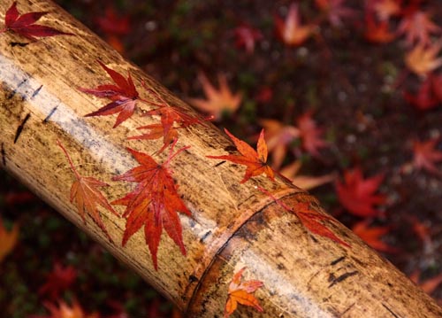 bildreich karten PK 1099: bambus und ahorn.