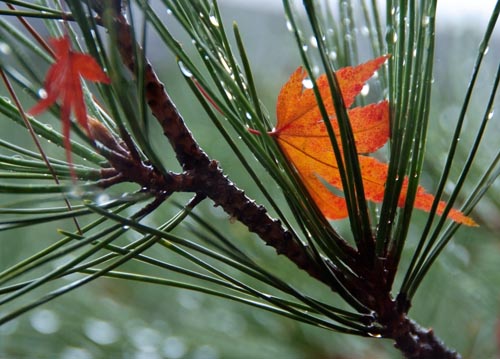 bildreich karten PK 1101: zwischenstation.