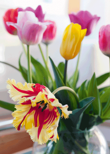 bildreich karten PK 1113: tulipane.