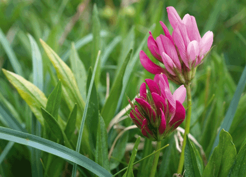 bildreich karten PK 1126: wiesenwickenpaar.