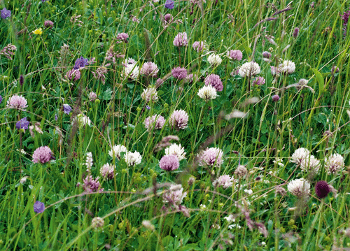 bildreich karten PK 1127: kleewiese II.