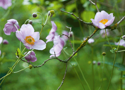bildreich karten PK 1138: elfengleich I.