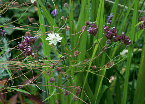 bildreich karten PK 1139: sommerabendtraum III.