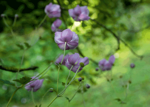 bildreich karten PK 1142: elfengleich II.