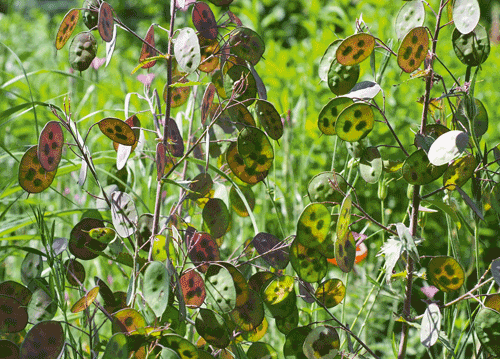 bildreich karten PK 1144: silberlinge im sommerkleid.