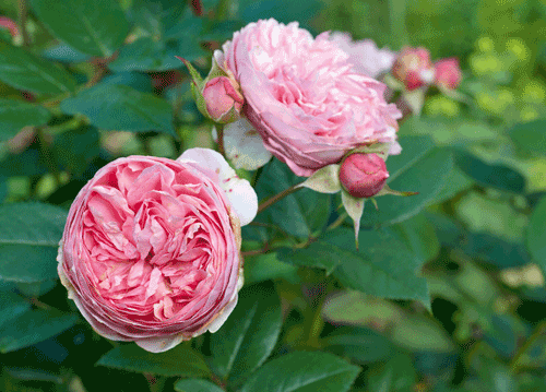 bildreich karten PK 1146: im rosengarten.