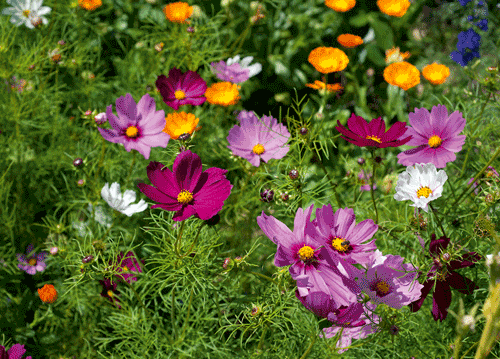 bildreich karten PK 1153: millefiori II.