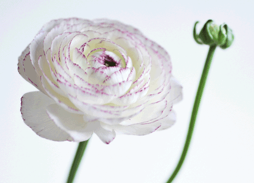 bildreich karten PK 1157: zart.