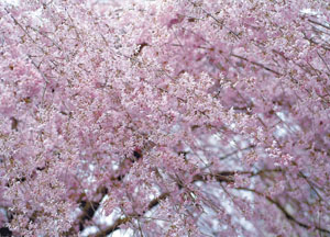 bildreich karten PK 120: blütenrausch I.