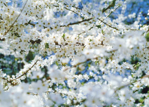 bildreich karten PK 123: blütenrausch IV.