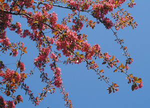 bildreich karten PK 152: blütenrausch VIII.