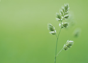 bildreich karten PK 165: gräser V.