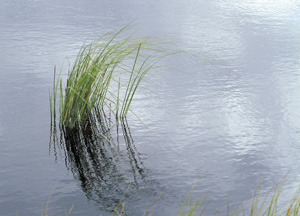 bildreich karten PK 188: schilfbüschel.