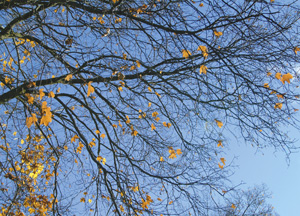 bildreich karten PK 193: windstill.