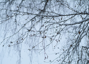 bildreich karten PK 200: winter III.