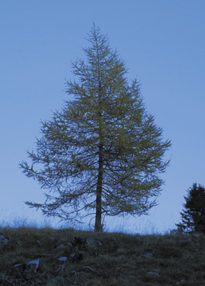 bildreich karten PK 205: abendlärche.