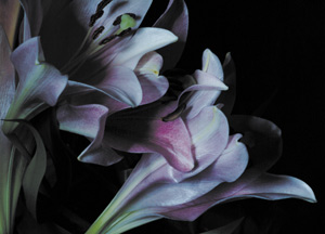 bildreich karten PK 244: nachtblumenduft.