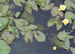 bildreich karten PK 268: nymphaea.