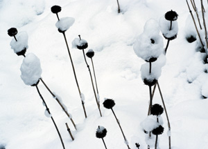 bildreich karten PK 274: schneebedeckt I.