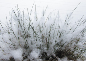 bildreich karten PK 277: halme im schnee.