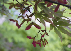 bildreich karten PK 309: japanischer ahorn im frühling.