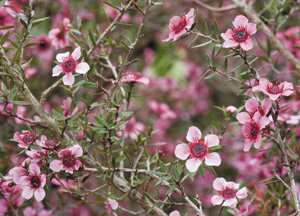 bildreich karten PK 310: blütenkaskade.