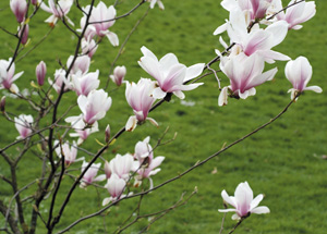 bildreich karten PK 311: magnolienblüten.