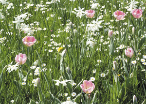 bildreich karten PK 312: frühlingstraum.