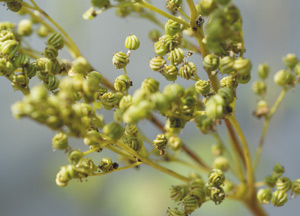 bildreich karten PK 325: filipendula ulmaria, mädesüss.