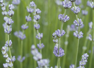 bildreich karten PK 328: lavandula angustifolia, lavendel.