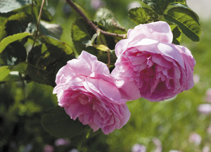bildreich karten PK 342: rosa x centifolia, hundertblättrige rose.