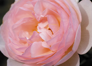 bildreich karten PK 352: englische rose hero I.