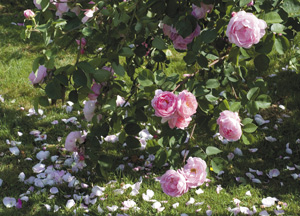 bildreich karten PK 358: strauchrose, englische rose constanze spry.