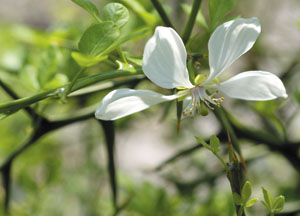 bildreich karten PK 413: orangenblüte.