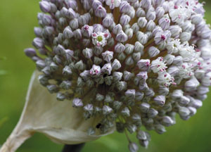 bildreich karten PK 422: allium porrum.