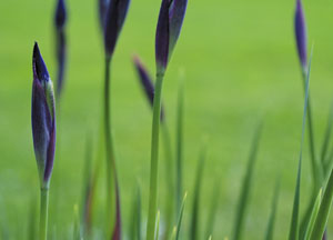 bildreich karten PK 426: iris.